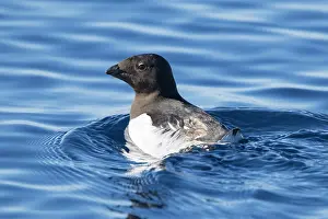 Alcidae: Little Auk