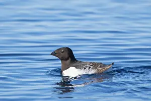 Alcidae: Little Auk