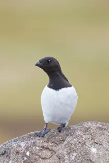 Alcidae: Little Auk