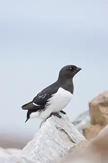 Alcidae: Little Auk