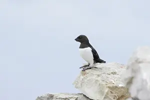 Alcidae: Little Auk