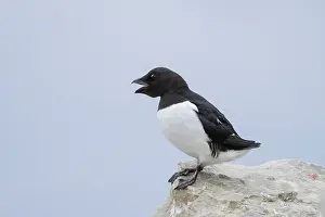 Alcidae: Little Auk