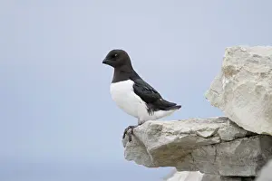 Alcidae: Little Auk