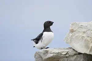 Alcidae: Little Auk