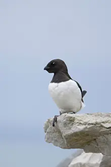 Alcidae: Little Auk