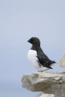 Alcidae: Little Auk