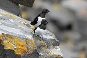 Charadriiformes: Little Auk