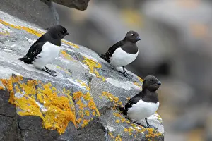 Charadriiformes: Little Auk