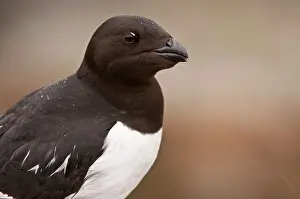 Alle: Little Auk - Close up of head