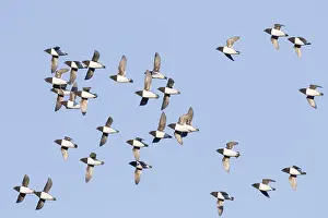 Alle: Little Auk / Dovekie - flock in flight - Svalbard, Norway