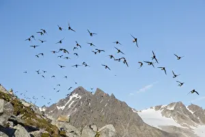Alle: Little Auk / Dovekie - flock in flight - Svalbard, Norway