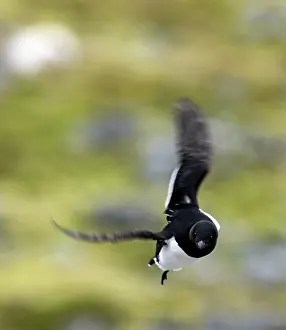 Alle: Little Auk in flight