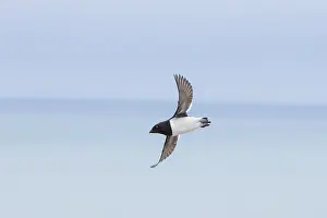 Moving: Little Auk flight