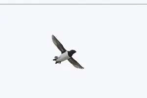 Moving: Little Auk flight