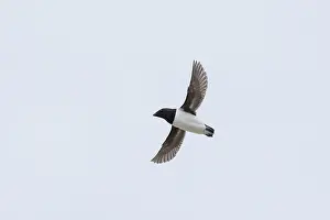 Moving: Little Auk flight