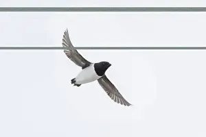 Moving: Little Auk flight