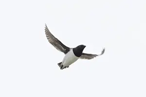Moving: Little Auk flight