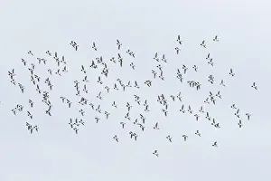 Alcidae: Little Auk flock