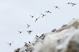 Alcidae: Little Auk flock