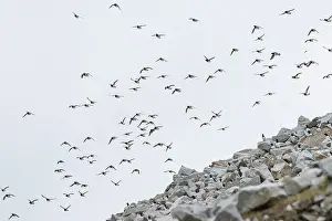 Alcidae: Little Auk flock