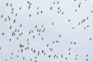 Alcidae: Little Auk flock