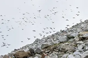 Alcidae: Little Auk flock