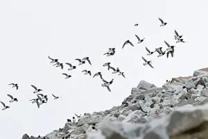 Alcidae: Little Auk flock