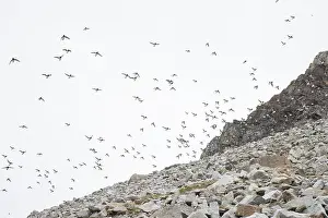 Alcidae: Little Auk flock
