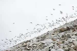 Alcidae: Little Auk flock