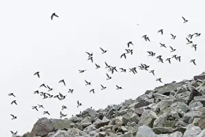 Alcidae: Little Auk flock