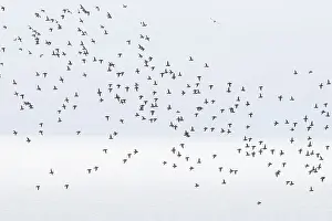 Alcidae: Little Auk flock