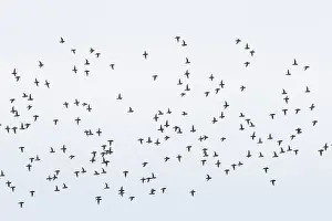Alcidae: Little Auk flock