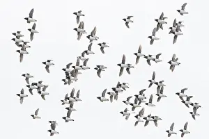 Alcidae: Little Auk flock