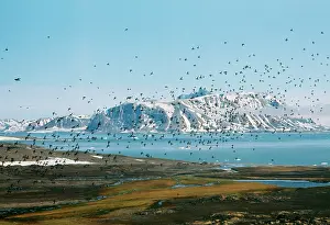 Alle: LITTLE AUK - Flock in flight