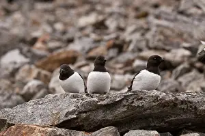 Alle: Little Auk - Group on rock - in breeding area