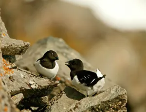 Alle: Little Auk - Pair standing on the rocks displaying