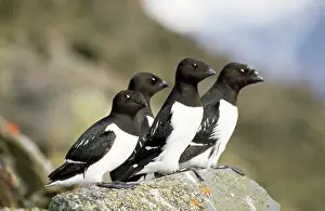 Alle: Little AUK - four perched on rock