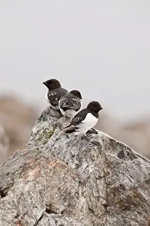 Alle: Little Auk - Three perched on rock