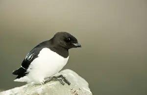 Alle: Little AUK - on rock