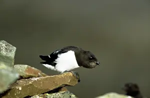 Alle: Little AUK - on rock