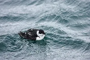 Alle: Little Auk - At Sea in Winter