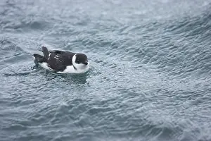 Alle: Little Auk - At Sea in Winter