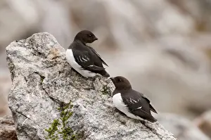 Alle: Little Auk - Two sitting on rock