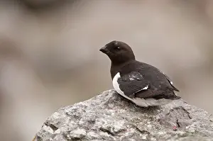 Alle: Little Auk - Sitting on rock - in breeding area