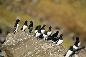 Alle: Little Auks