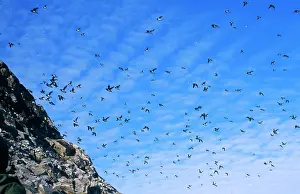 Alle: Little Auks