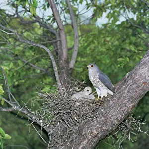 Badius: Little Banded Goshawk / Shrikra - adult with chick at nest