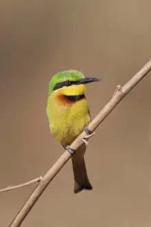 Eaters: Little Bee-eater