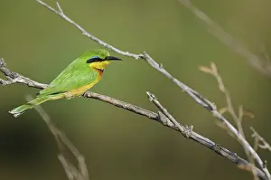 Pusillus: Little Bee-Eater