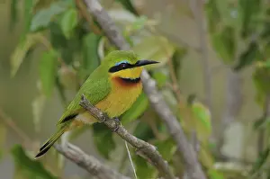 Pusillus: Little Bee-Eater